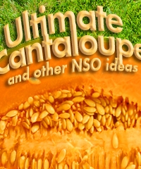 nso ultimate canteloup